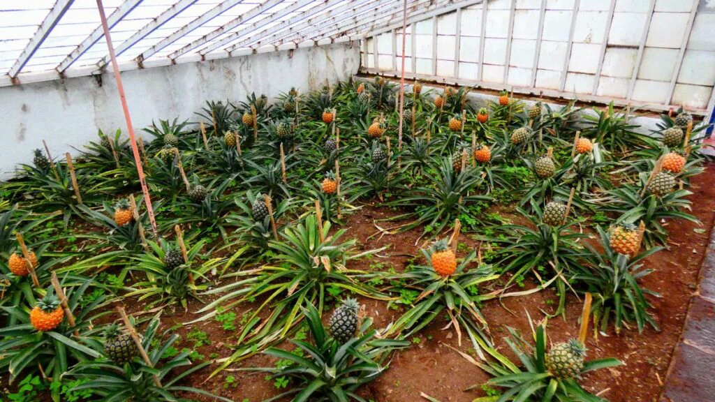 ananas.webp