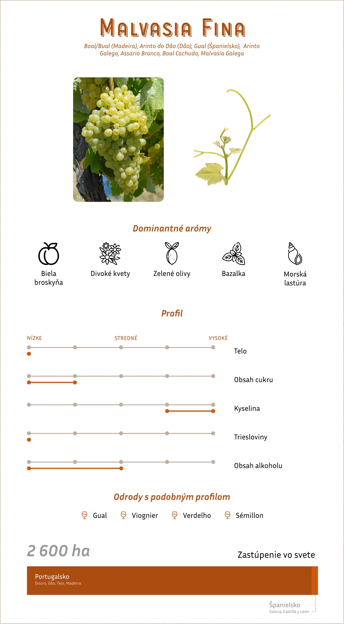 malvasia_fina_profil.webp